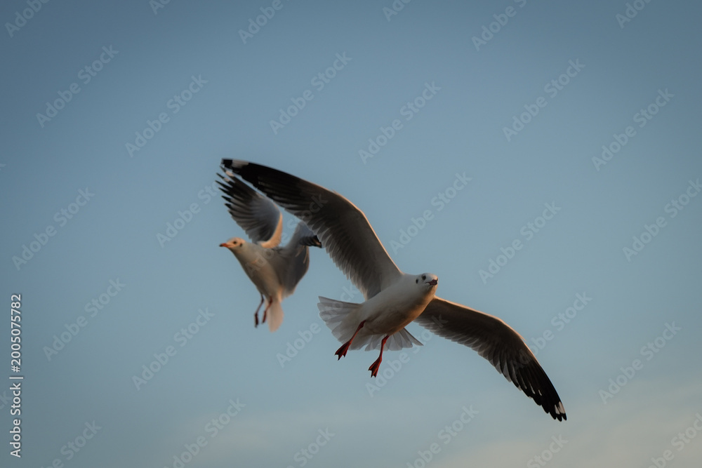 Obraz premium Seagulls Flying in a Clear Sky Over Water at Dusk