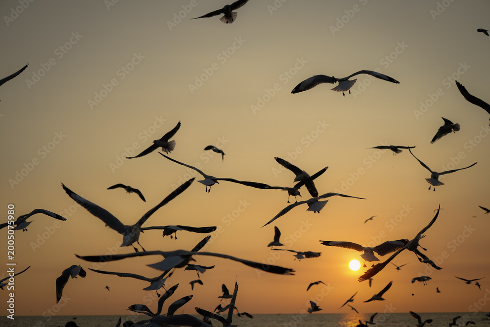 Fototapeta premium Flock of Birds in Flight Against a Beautiful Sunset Over the Ocean