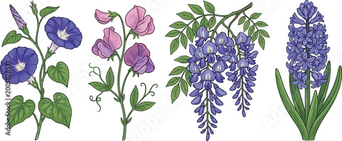 Beautiful Purple Flowers Including Morning Glory, Sweet Pea, Wisteria, and Hyacinth for Floral Designs