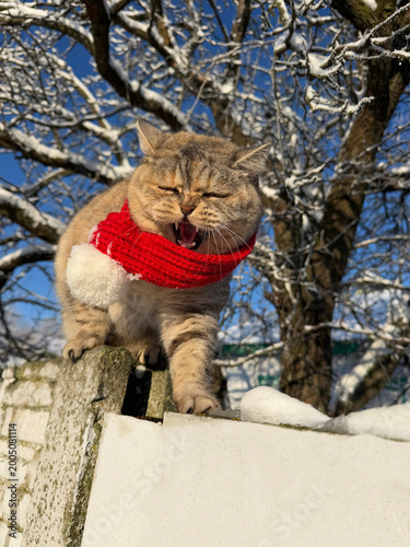 Funny cat is angry about the snowy winter weather. 