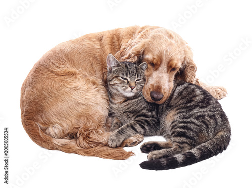 Принти на полотні A peaceful golden cocker spaniel dog and a tabby cat are curled up together, sleeping soundly