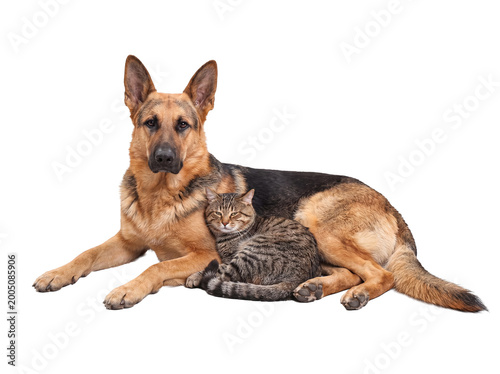 Bild auf Leinwand Loyal German Shepherd dog and a curious tabby cat looking directly at camera, isolated on transparent background