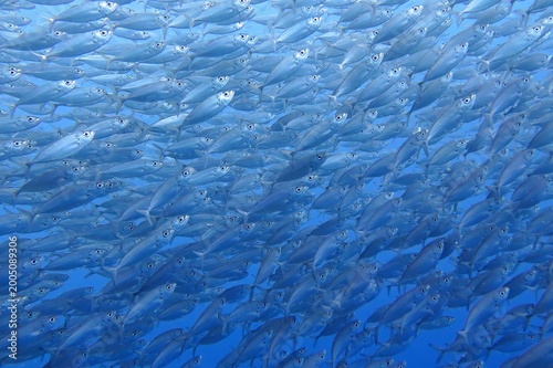 Huge fish vortex, school of fish in the tropical blue sea. Fish in the ocean, underwater photo from scuba diving with the marine life. Aquatic wildlife in the water. Animals in the sea, travel photo.