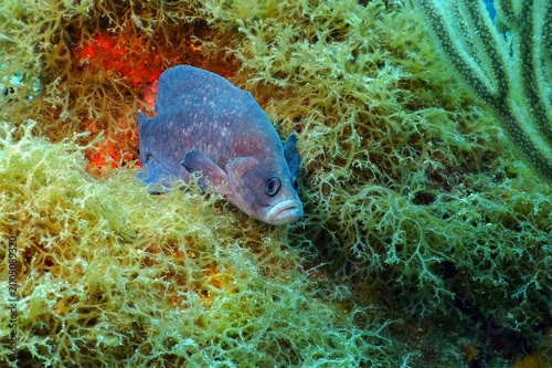 Poisonous fish (Greater soapfish, Rypticus saponaceus) on the coral reef. Animal detail, underwater photo from reef exploration. Scuba diving with the marine life. Travel picture, reef and fish.