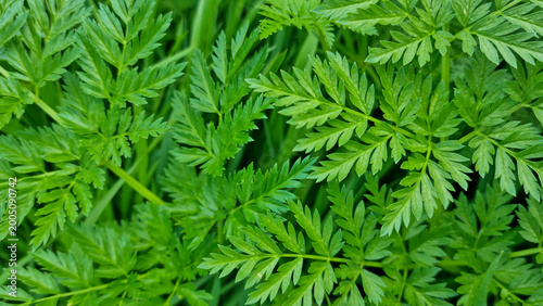 Slika na platnu Green pinnate leaves of wild plant growing in dense grass background