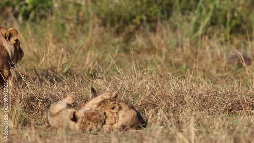 African lion cubs play wrestling in the grass on the Masai Mara plains, sibling cubs tumbling near resting lioness in golden morning light, Kenya wildlife 4K B-roll