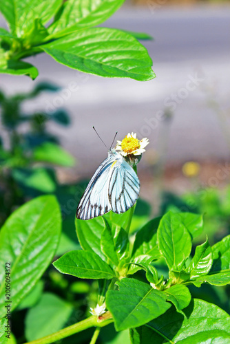 Close-up of a white butterfly perch on a little flower in the roadside during the day. 