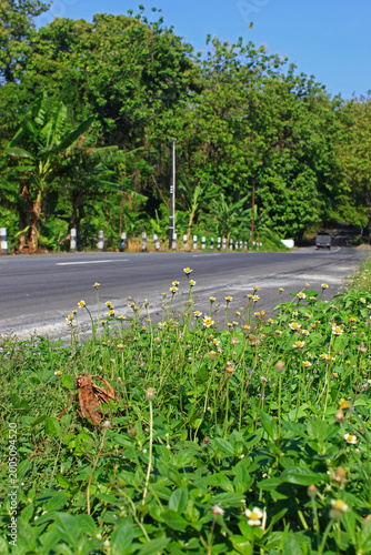 Close-up view of flowers in the roadside during the day. 