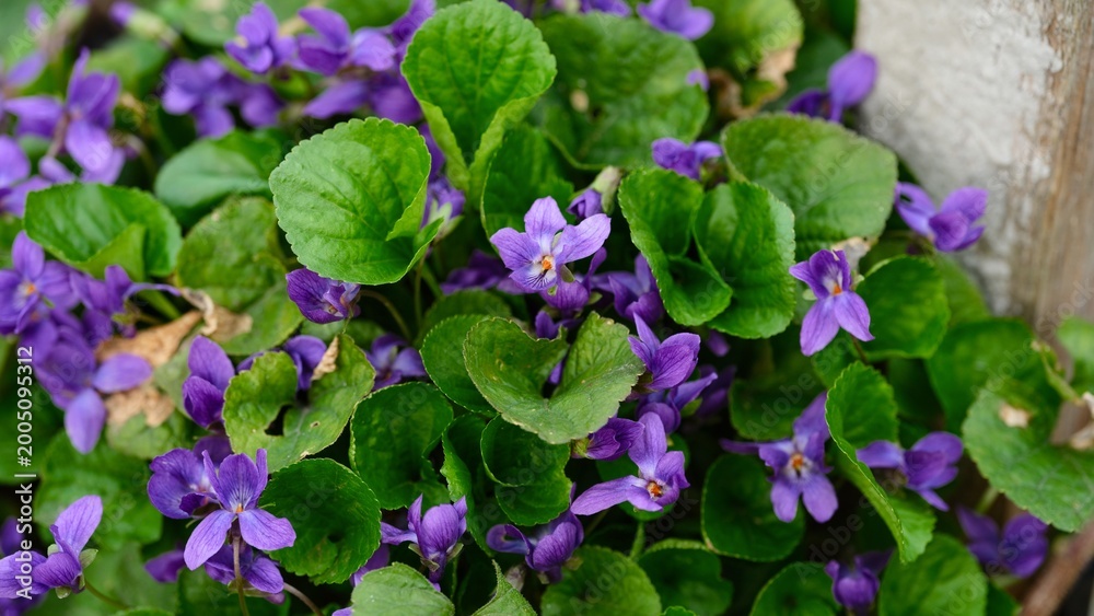 Fototapeta premium Wild purple violet flowers blooming in nature.