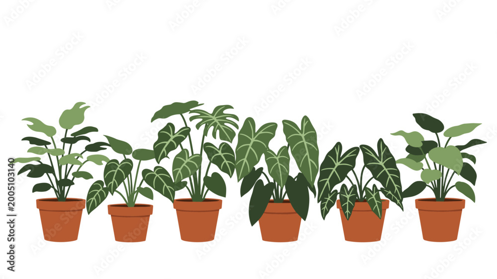 Fototapeta premium Collection of various green houseplants in terracotta pots arranged in a line against a clean white background.