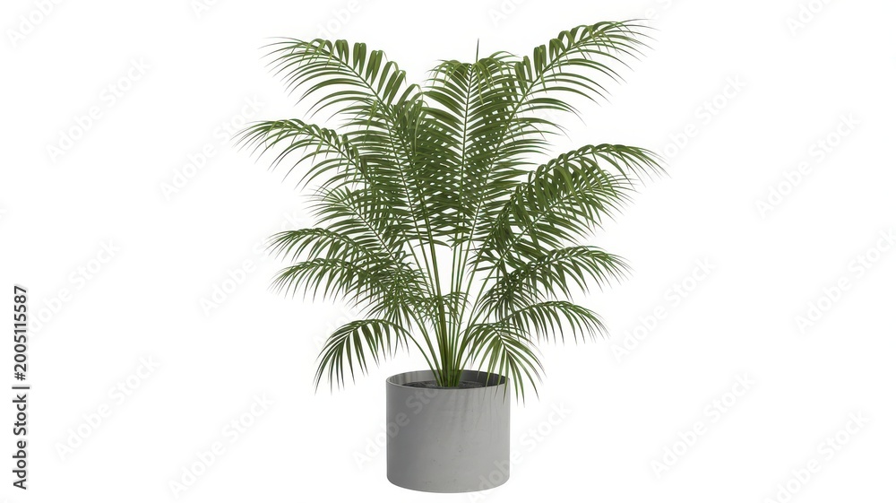 Obraz premium Large green potted palm tree plant isolated on white background