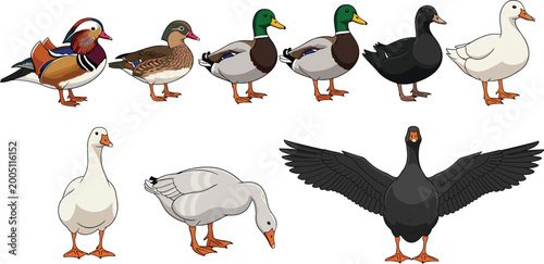 Tableau sur toile Diverse Duck and Goose Species Collection Including Mandarin Duck, Mallard, Wood