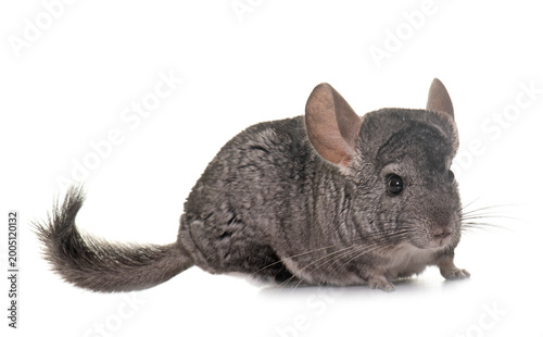 Canvas Print chinchilla in studio