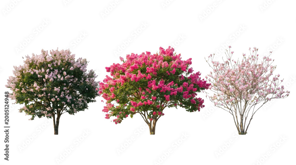Fototapeta premium Three flowering trees with pink and purple blooms isolated on transparent background