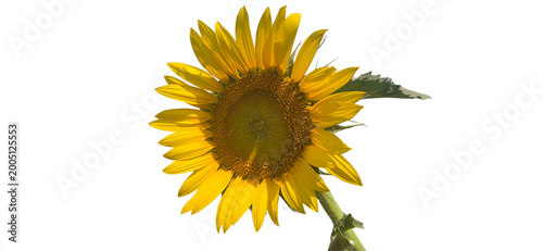 Obraz na płótnie Vibrant yellow sunflower isolated on white background, blooming helianthus flowe