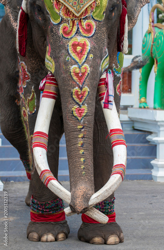 Colourful graphic  on the elephant body, the tradition of riding elephants for the ordination ceremony is popular in Sukhothai province.