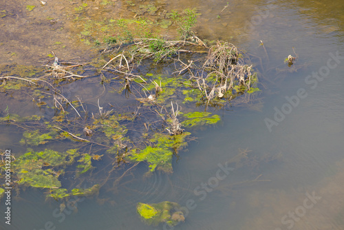 River weed that thrives along the edge of the water's edge,natural texture clear water of the river.