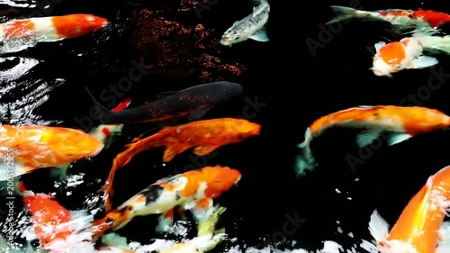 Koi, beautiful pet fish, beautiful fish, freshwater fish living together in groups
