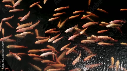 A group of vibrant ornamental fish, including koi and goldfish varieties, swimming in clear water in an outdoor pond