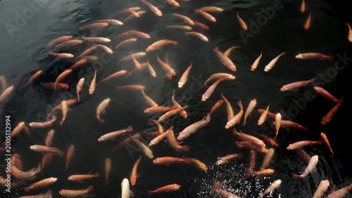 A group of vibrant ornamental fish, including koi and goldfish varieties, swimming in clear water in an outdoor pond