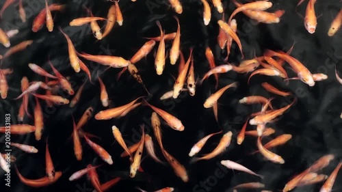 A group of vibrant ornamental fish, including koi and goldfish varieties, swimming in clear water in an outdoor pond
