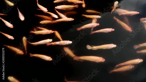 A group of vibrant ornamental fish, including koi and goldfish varieties, swimming in clear water in an outdoor pond
