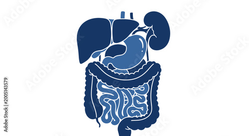 Human Digestive System Anatomy Illustration