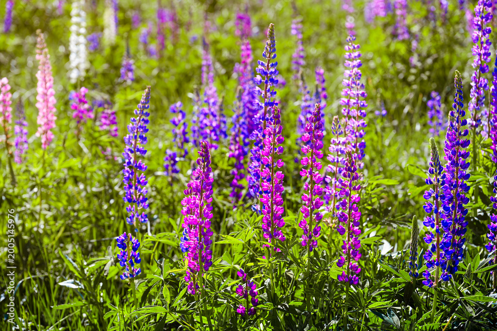 Fototapeta premium Field of purple lupines on a summer morning near Serpukhov town, Moscow region of Russia