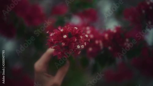 Woman With Flowers. Woman In Garden Delicately Smelling Vibrant Red Flowers With Soft Aesthetic