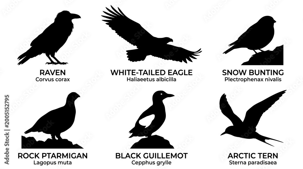 Fototapeta premium black and white vector silhouette set of traditional greenland birds.