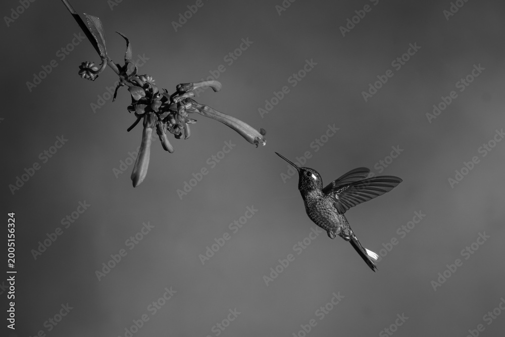 Fototapeta premium Mono female purple-bibbed whitetip near Cape fuchsia