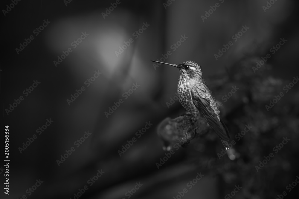 Fototapeta premium Mono female purple-bibbed whitetip perches on twig