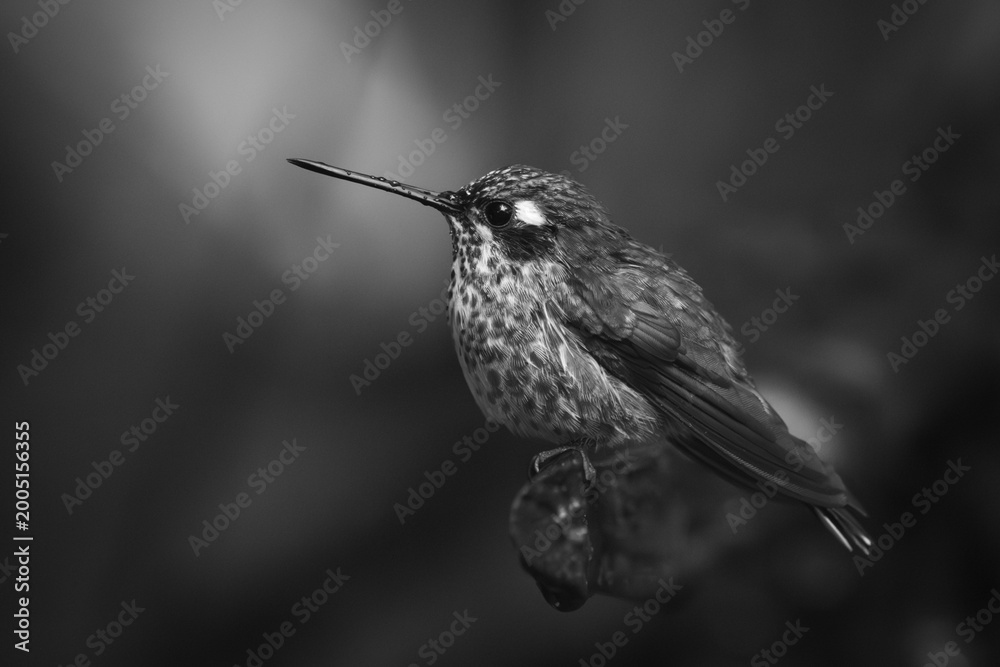 Fototapeta premium Mono female purple-bibbed whitetip perching on twig