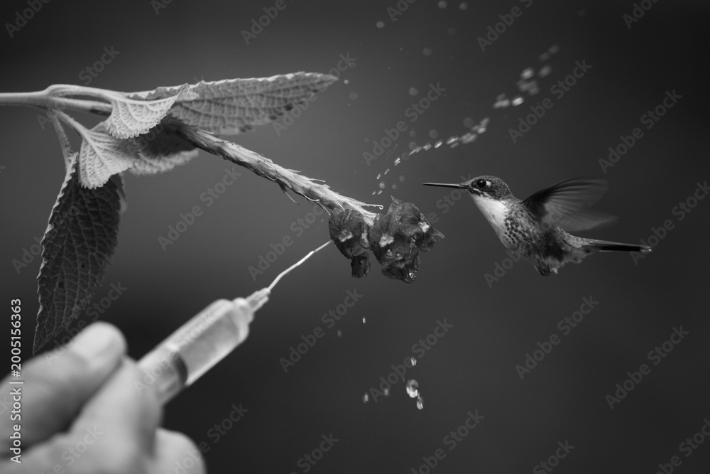 Fototapeta premium Mono female white-booted racket-tail avoids water spray