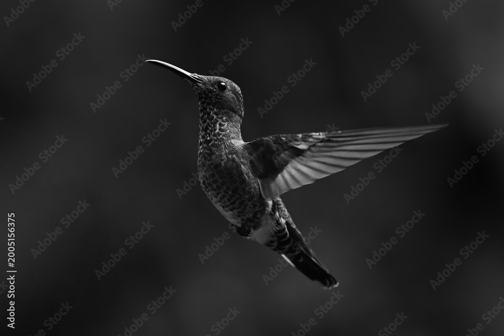 Fototapeta premium Mono female white-necked jacobin hovers with bokeh