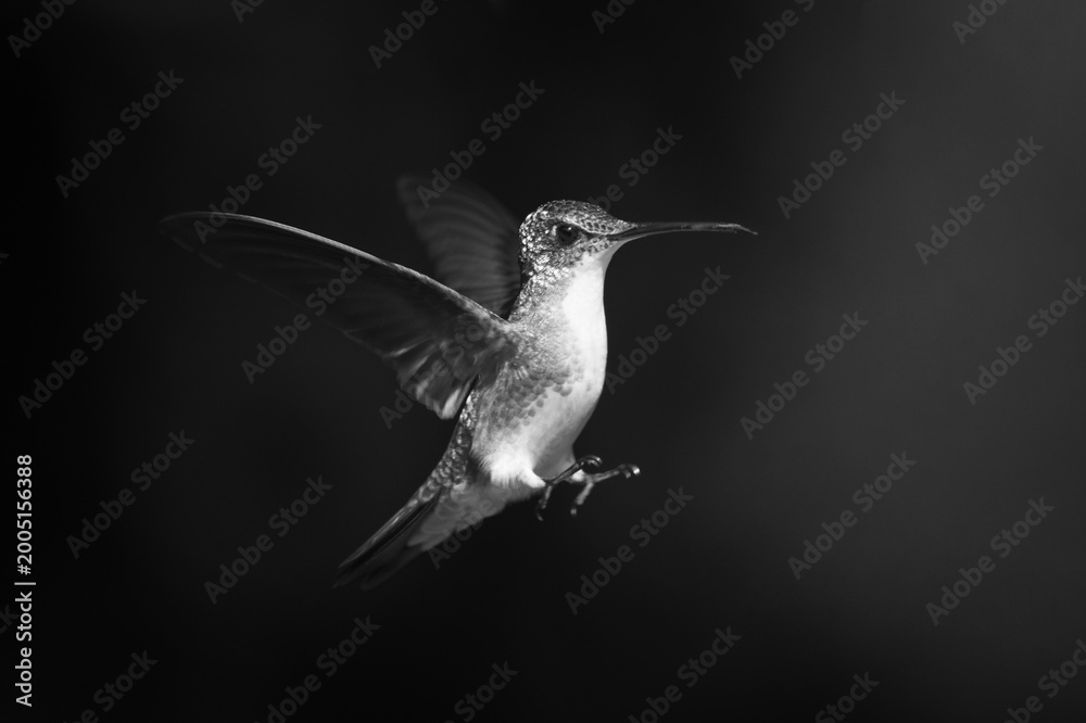 Fototapeta premium Mono female white-booted racket-tail against dark background