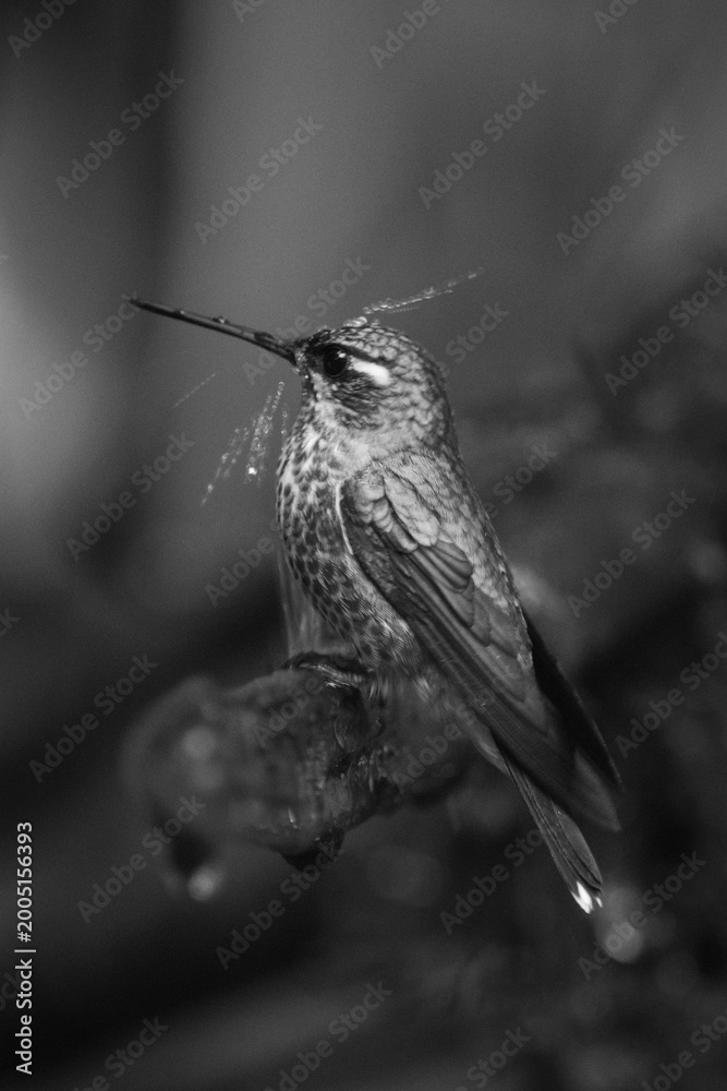 Naklejka premium Mono female purple-bibbed whitetip splashed by water