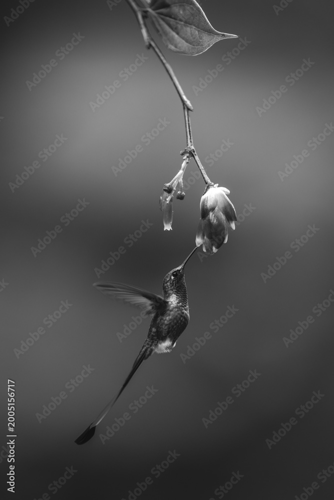 Fototapeta premium Mono male white-booted racket-tail under flower drinking