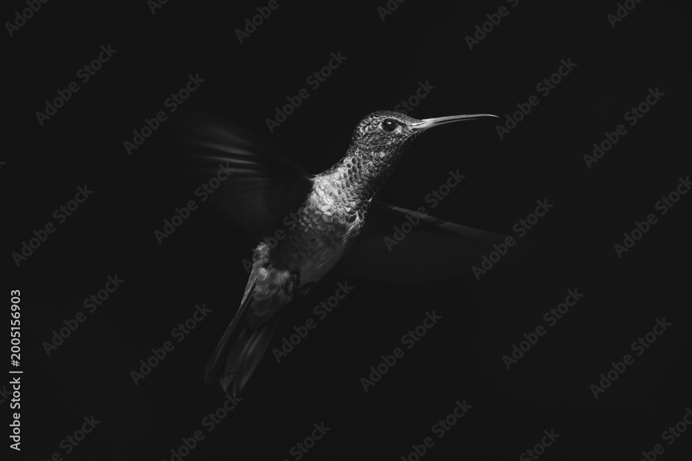 Fototapeta premium Mono rufous-tailed hummingbird spreading wings in sunlight