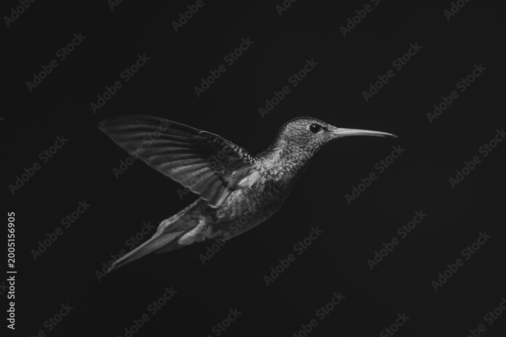Fototapeta premium Mono rufous-tailed hummingbird in sunshine in profile