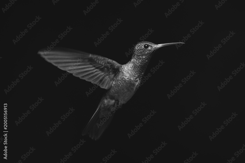 Fototapeta premium Mono rufous-tailed hummingbird stretching wings in sunshine