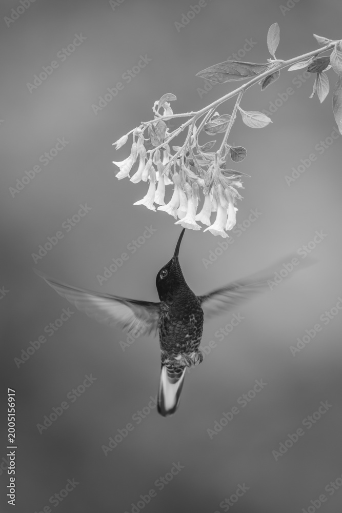 Fototapeta premium Mono velvet-purple coronet hovers drinking under flowers