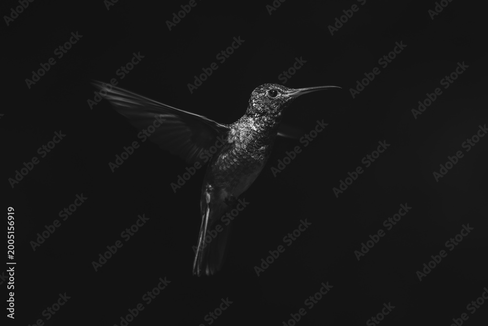 Fototapeta premium Mono rufous-tailed hummingbird spreading wings in sunshine