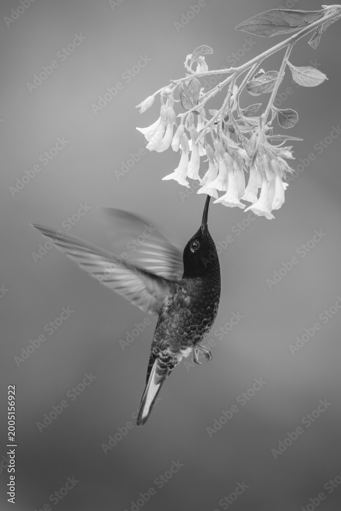 Fototapeta premium Mono velvet-purple coronet hovers drinking beneath flowers