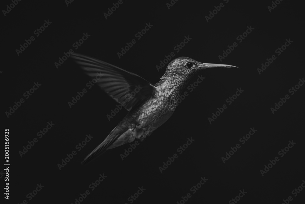 Fototapeta premium Mono rufous-tailed hummingbird in profile in sun