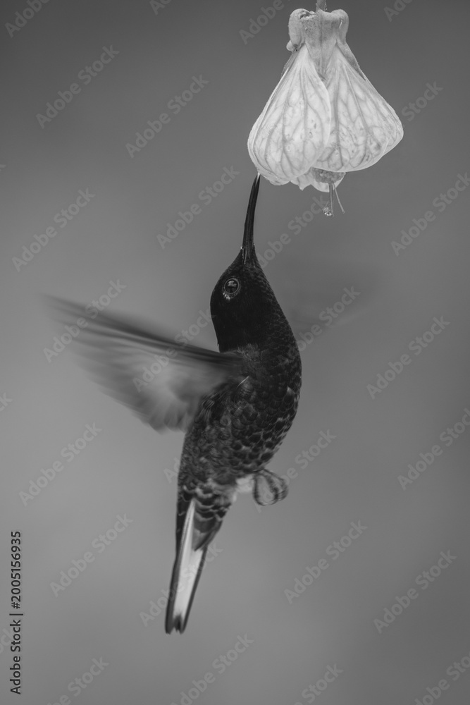 Fototapeta premium Mono velvet-purple coronet hovers drinking under flower