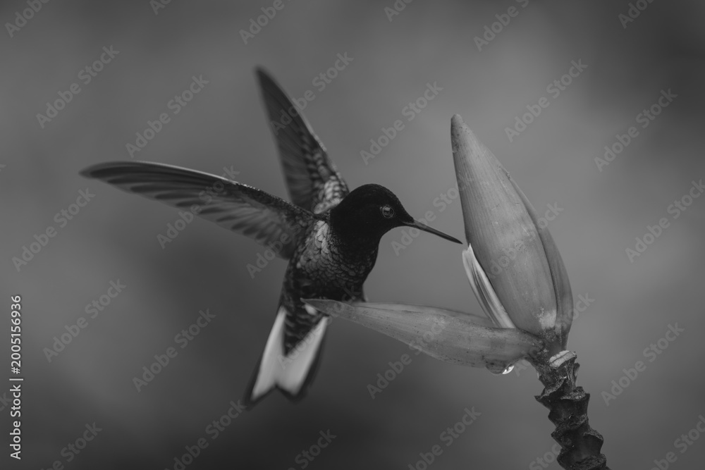 Fototapeta premium Mono velvet-purple coronet flaps wings on flower