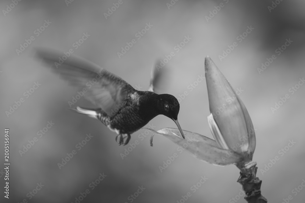 Fototapeta premium Mono velvet-purple coronet hovers drinking from flower