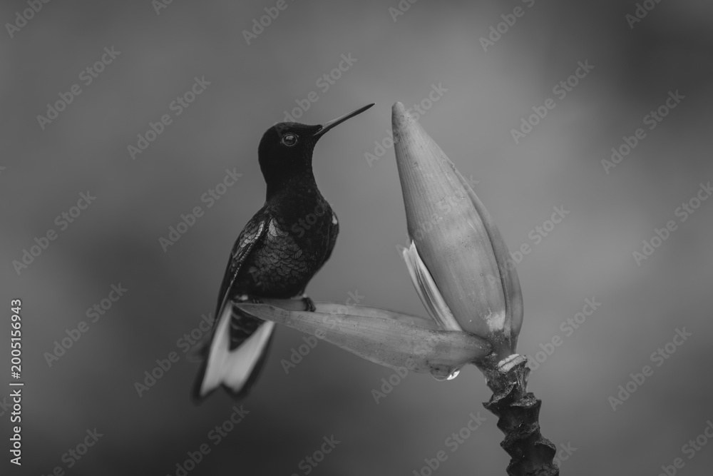 Fototapeta premium Mono velvet-purple coronet lifts beak on flower