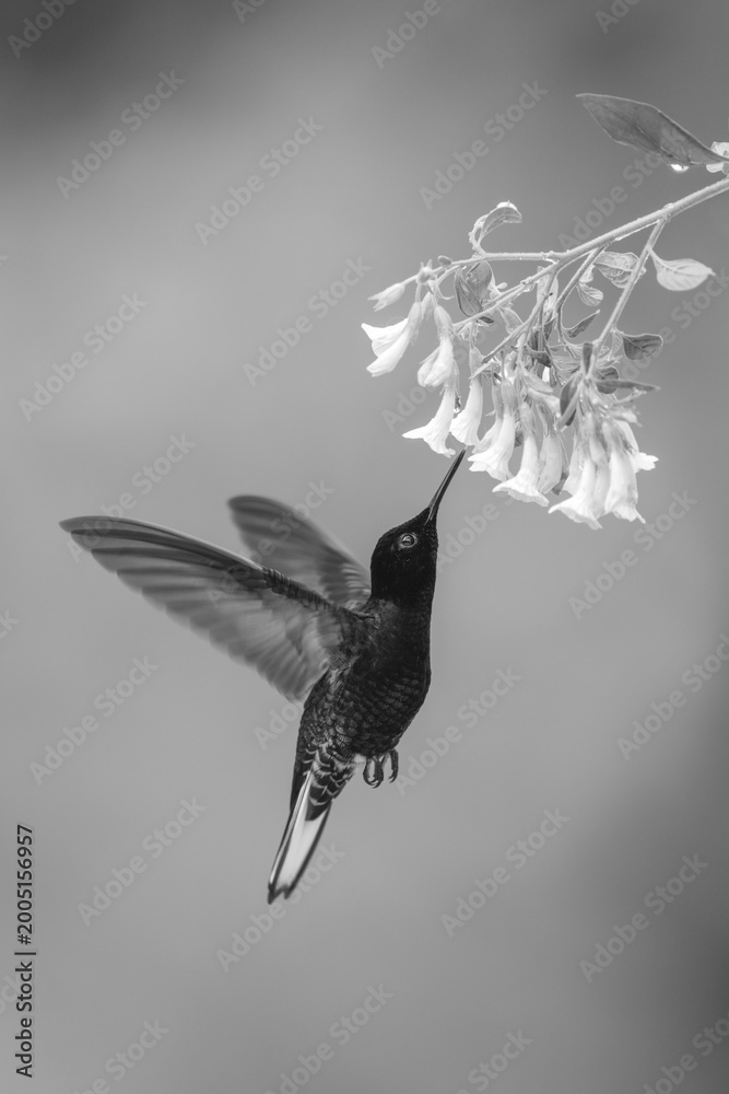 Fototapeta premium Mono velvet-purple coronet hovers drinking from flowers